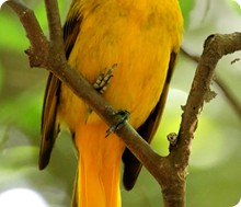 Golden Bowerbird - Mark Christiansen